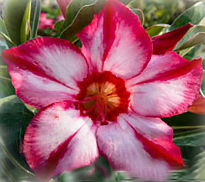(image for) Adenium Obesum \'Red Tycoon\' x 5 Seeds